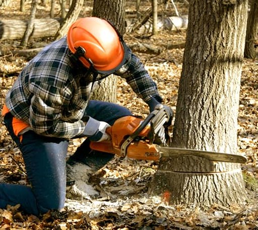 Tree Removal in Mount Olive, NC